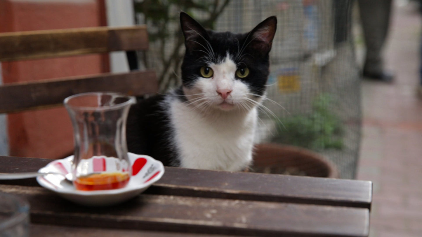 Kedi - Von Katzen und Menschen [DVD]
