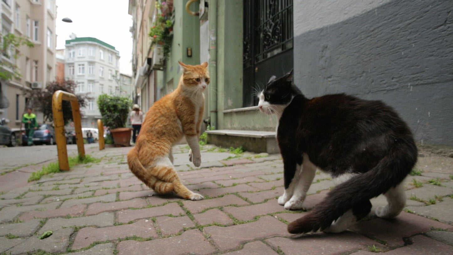 Kedi - Von Katzen und Menschen [DVD]