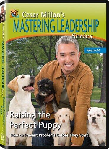Cesar Millan's Mastering Leadership Series Volume 6: Raising the Perfect Puppy [DVD] - Good