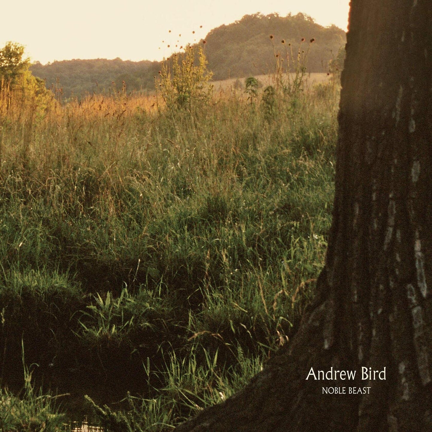 Noble Beast [Audio CD] Bird, Andrew - Good