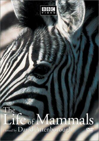 The Life of Mammals, Vol. 1 [Import] [DVD] - Very Good